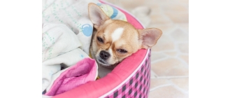 Angina i zapalenie gardła u psa