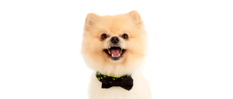 Czy znasz prawdę o psie Boo?