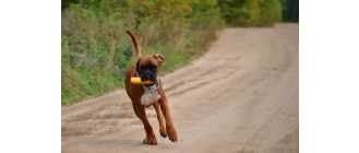 Bokser – najważniejsze informacje o rasie