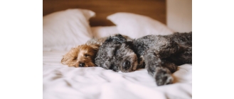 Co zrobić, gdy pies chrapie?