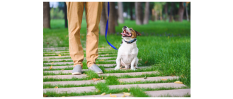 Suczka czy pies? Czyli co wybrać i jak rozpoznać płeć psa