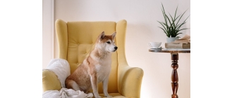 Pies domowy – przegląd ras, które dobrze czują się w mieszkaniu