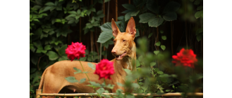 Pies faraona – starożytna rasa czworonogów. Encyklopedia psów