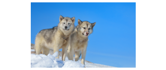 Pies grenlandzki (Greenland dog), czy to prawdziwy dziki wilk?