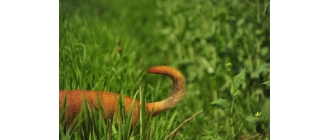 Dlaczego pies gryzie ogon? Poznaj przyczyny takiego zachowania