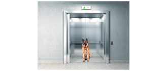 Pies się boi windy – jak sobie z tym poradzić?