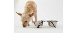 Jak często karmić psa? Co mu podać do jedzenia?