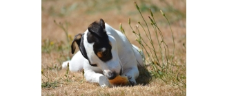 Czy pies może jeść chleb? Podpowiadamy czy i w jakiej formie pies może jeść pieczywo