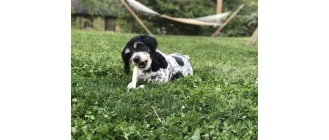 Jakie kości dla psa są najlepsze? Dlaczego powinny znaleźć się w diecie?