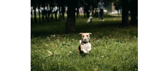Pies zjada odchody? Sprawdź jak zwalczyć to niebezpieczne zjawisko