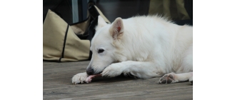 Konina dla psa – najzdrowsze mięso dla psa czy nowa moda związana z BARF?