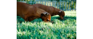 Dlaczego pies je trawę? Co to może oznaczać?
