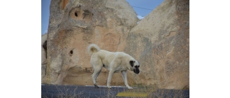 Kangal (Turecki pies pasterski) – najważniejsze informacje o rasie. Encyklopedia psów