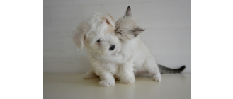 Obroża, krople czy może tabletki? Jak ochronić psa i kota przed kleszczami?