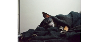 Dlaczego pies się trzęsie? Poznaj najczęstsze powody drgawek u psa