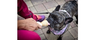 Lody dla psów - zdradzamy ich tajniki