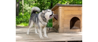 Jak nauczyć psa spać w budzie? Praktyczne porady