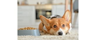 Pies nie chce jeść suchej karmy – jakie mogą być powody?