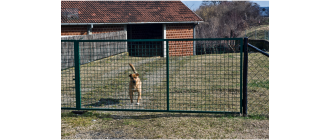 Jakie to są psy podwórkowe i domowo-podwórkowe?