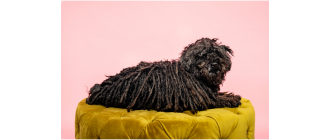 Puli owczarek węgierski - encyklopedia ras psów