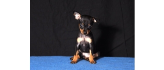 Rosyjski toy – najważniejsze informacje o rasie