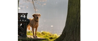 Pies skacze na ludzi i psy? Podpowiadamy jak oduczyć psa skakania na innych!