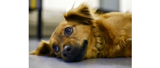 Adopcja psa - na co zwrócić uwagę?