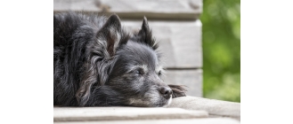 Śmierć psa – jak sobie z nią poradzić i co zrobić z ciałem zwierzęcia?