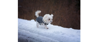 Zimowe spacery z psem - o czym pamiętać?