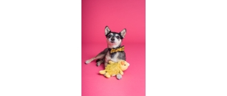 Co oznacza żółta wstążka u psa?