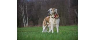 Dysplazja stawów biodrowych u zwierząt. Przyczyny, profilaktyka i leczenie