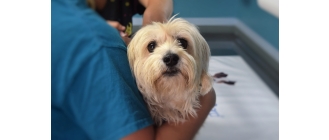 Katar i kaszel u psa, czyli czy pies może się przeziębić?