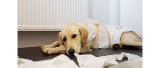 Zdjęcie przedstawia labladora leżącego w przedpokoju, owiniętego papierem toaletowym, który prawdopodobnie wymiotował krwią