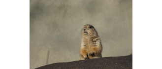 Piesek preriowy (nieświszczuk) – najważniejsze informacje o gatunku