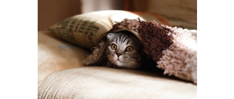 Wymioty u kota - jak leczyć i zapobiegać?