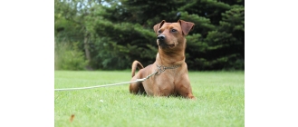 Pinczer średni – charakterystyka, zdrowie, potrzeby (Encyklopedia psów)