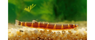 Piskorek Kuhla (cierniooczek Kuhla) - opis gatunku