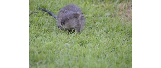 Piżmak – czy to jest szczur wodny? Najważniejsze informacje o gatunku