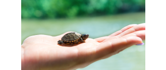 Jak rozpoznać płeć żółwia wodno-lądowego?