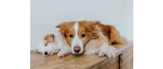 Płochacz holenderski (Kooikerhondje) – Encyklopedia psów