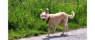 Podengo portugalski - encyklopedia ras psów