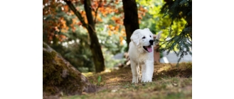 Owczarek podhalański (Podhalan) – Encyklopedia psów