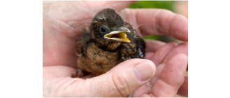 Podloty ptaków - czy powinniśmy im pomagać?