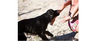 Pogryzienie przez psa - co musisz wiedzieć?
