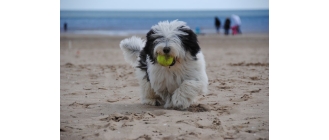 Polski owczarek nizinny – najważniejsze informacje o rasie