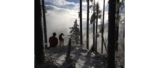 Jakie są polskie rasy psów? Krótka charakterystyka narodowych czworonogów