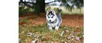 Pomsky – najważniejsze informacje o rasie. Encyklopedia psów