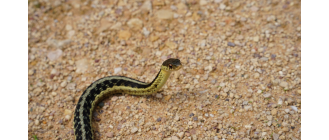 Wąż pończosznik - najważniejsze informacje