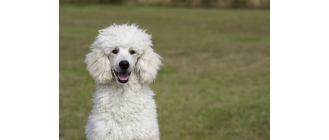 Pudel (poodle) - charakterystyka, pielęgnacja, zdrowie (Encyklopedia psów)