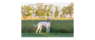 Porcelaine (gończy francuski) – Encyklopedia psów